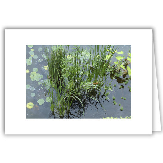 Helen Eddy photo card - Water Lilies and Cattails - Item 341D-22
