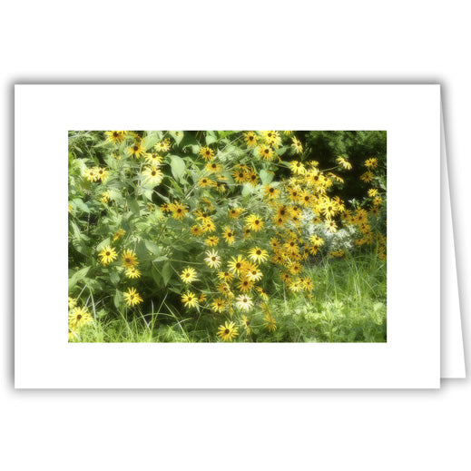 Helen Eddy photo card - Yellow Daisies - Item 341D-67