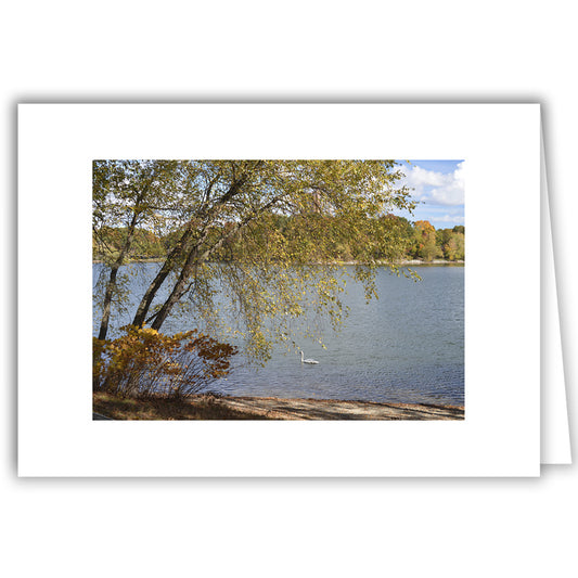Helen Eddy photo card - Swan on Jamaica Pond, MA - Item 344d-83