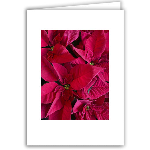 Helen Eddy photo card - Poinsettia - Item 360D-21