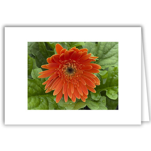 Helen Eddy photo card - Orange Gerber Daisy - Item 363D-122