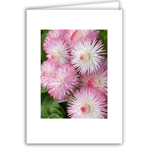 Helen Eddy photo card - Pink Ice Plant - Item 363D-61