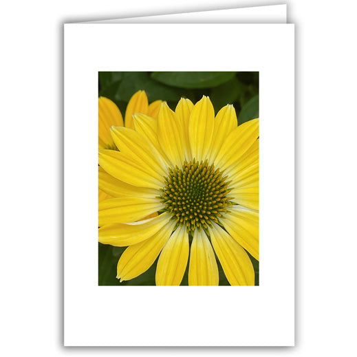 Helen Eddy photo card - Sunflower - Item 368D-61