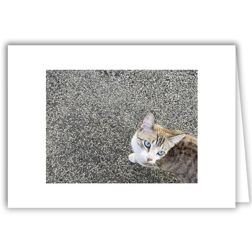 Helen Eddy photo card - Feline Companion - Item 369D-6