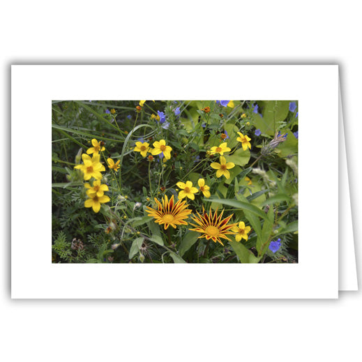 Helen Eddy photo card - Sunflowers - True or False - Item 371D-103