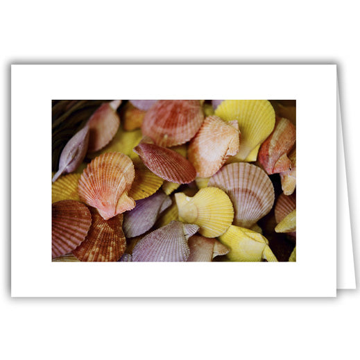 Helen Eddy photo card - Scallop Seashells - Item 50D-1026-5
