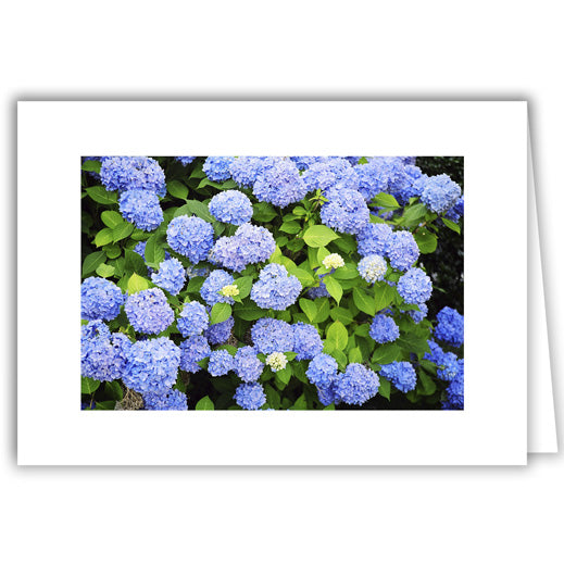Helen Eddy photo card - Blue Hydrangea - Item 50D-1159-12A