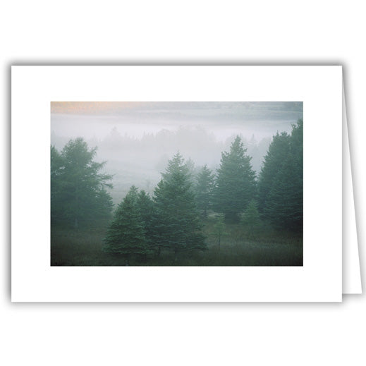 Helen Eddy photo card - Evergreens in Mist - Winter - Item 50D-1177-29A