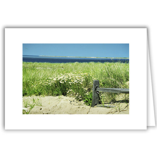 Helen Eddy photo card - Daisies by the Seaside - Cape Cod - Item 50D-1196-4A