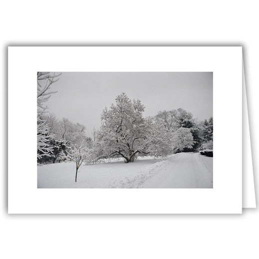 Helen Eddy photo card - CHBA Trees - Winter - Item 50D-1278-14