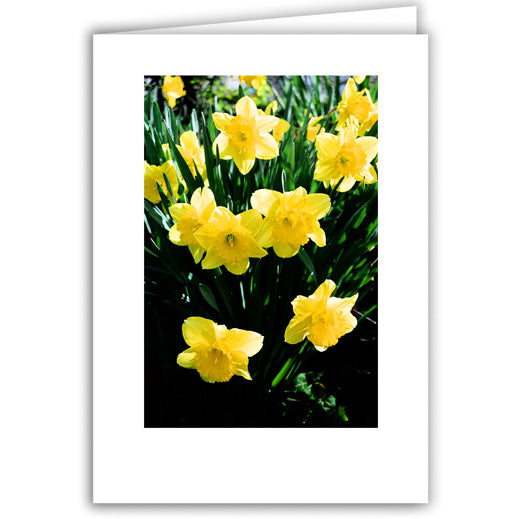 Helen Eddy photo card - Daffodils - Item 50D-283-15