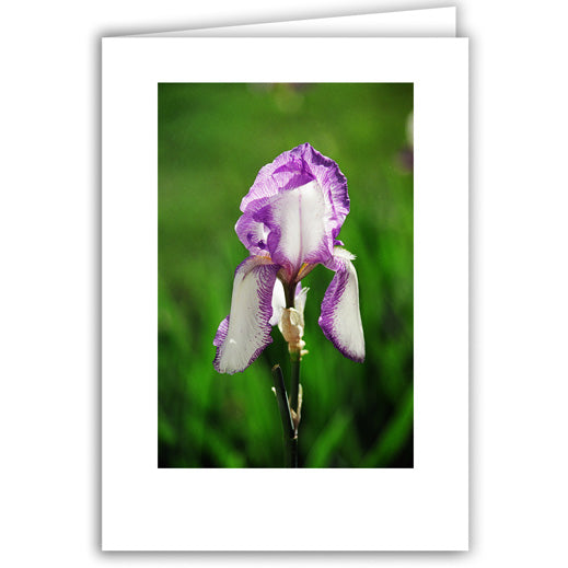 Helen Eddy photo card - Purple Iris - Item 50D-819-17A