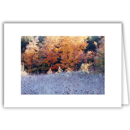 Helen Eddy photo card - Autumn Field and Trees - Item 50D-849-18