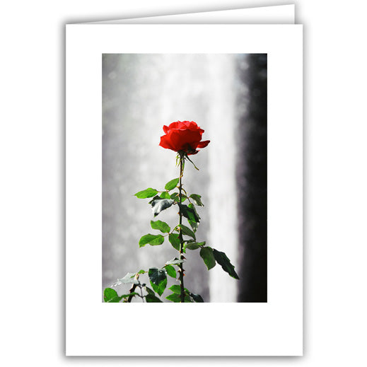 Helen Eddy photo card - Fountain Rose - Item 50D-858-9