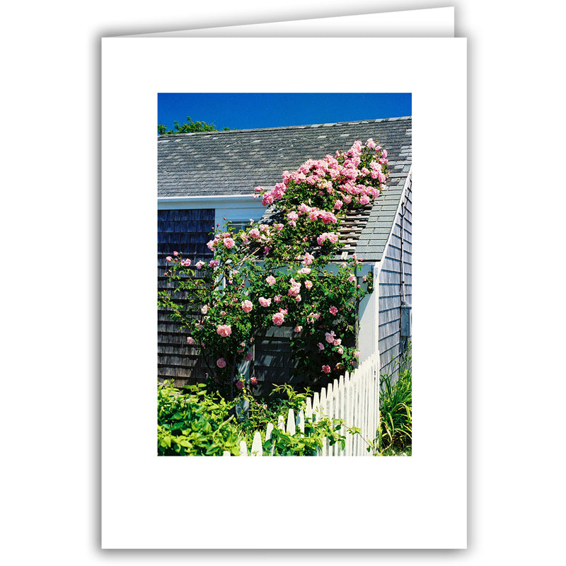 Helen Eddy photo card - Pink Rose Arbor, Nantucket, MA - Item 50D-1195–21
