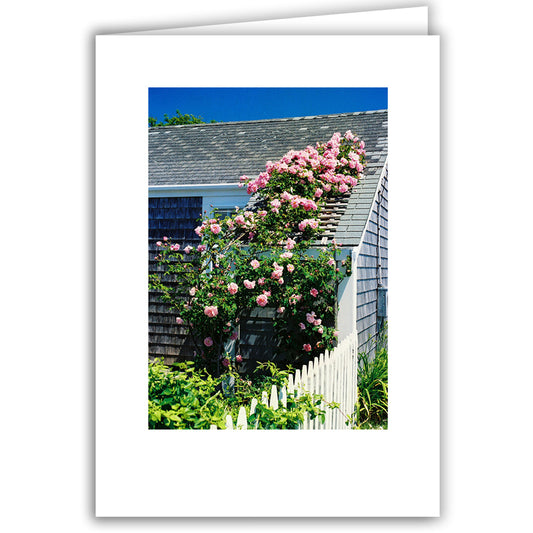 Helen Eddy photo card - Pink Rose Arbor, Nantucket, MA - Item 50D-1195–21
