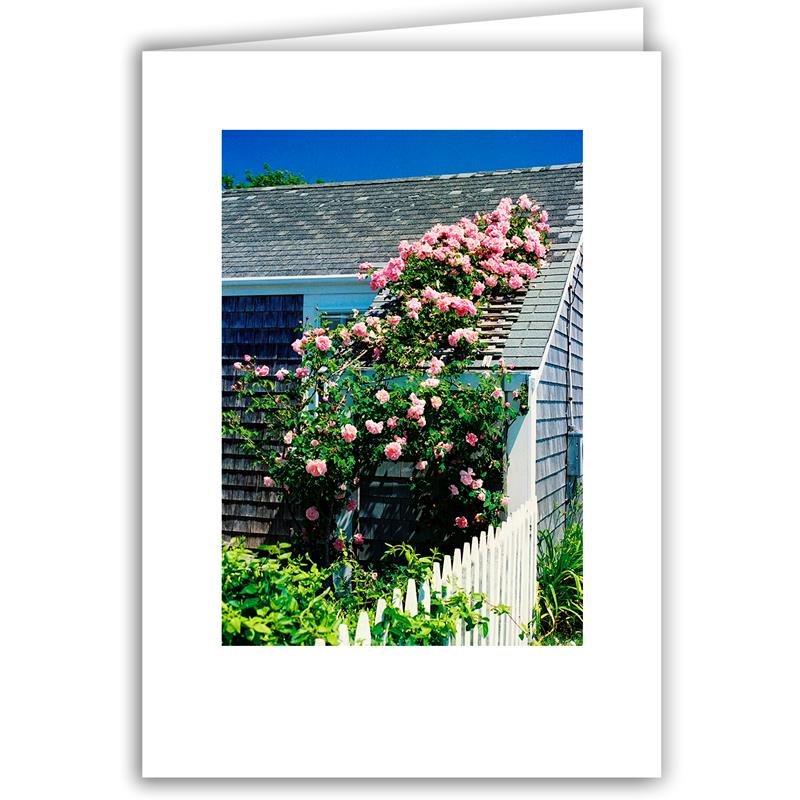 Helen Eddy photo card - Pink Rose Arbor, Nantucket, MA - Item 50D-1195–21