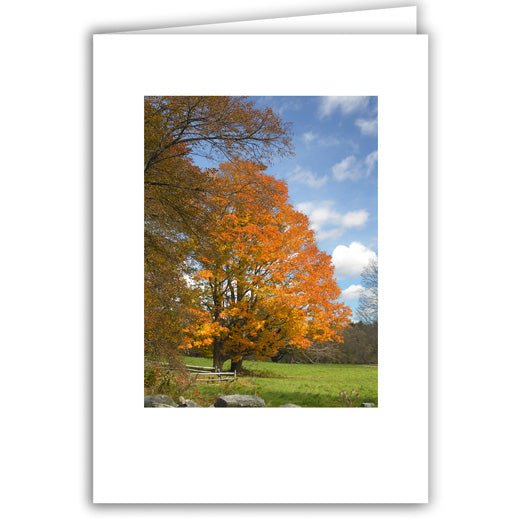 Helen Eddy photo card - Autumn Tree - Item 62D-31