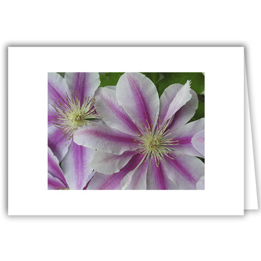 Helen Eddy photo card - Clematis - Item 67D-97