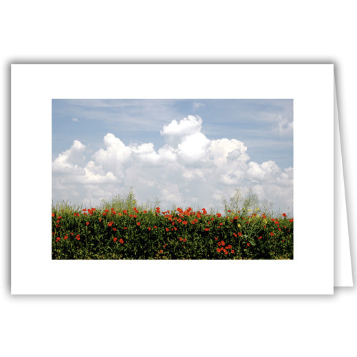 Helen Eddy photo card - Poppies and Clouds - Item 69D-78
