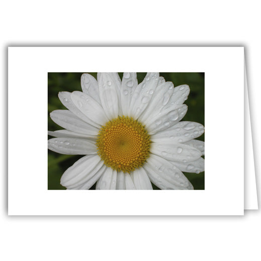 Helen Eddy photo card - White Daisy Dew - Item 6D-44