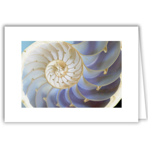 Helen Eddy photo card - Nautilus Shell - Item 85D-42
