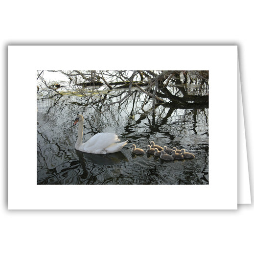 Helen Eddy photo card - Swan with Cygnets - Item 97D-56