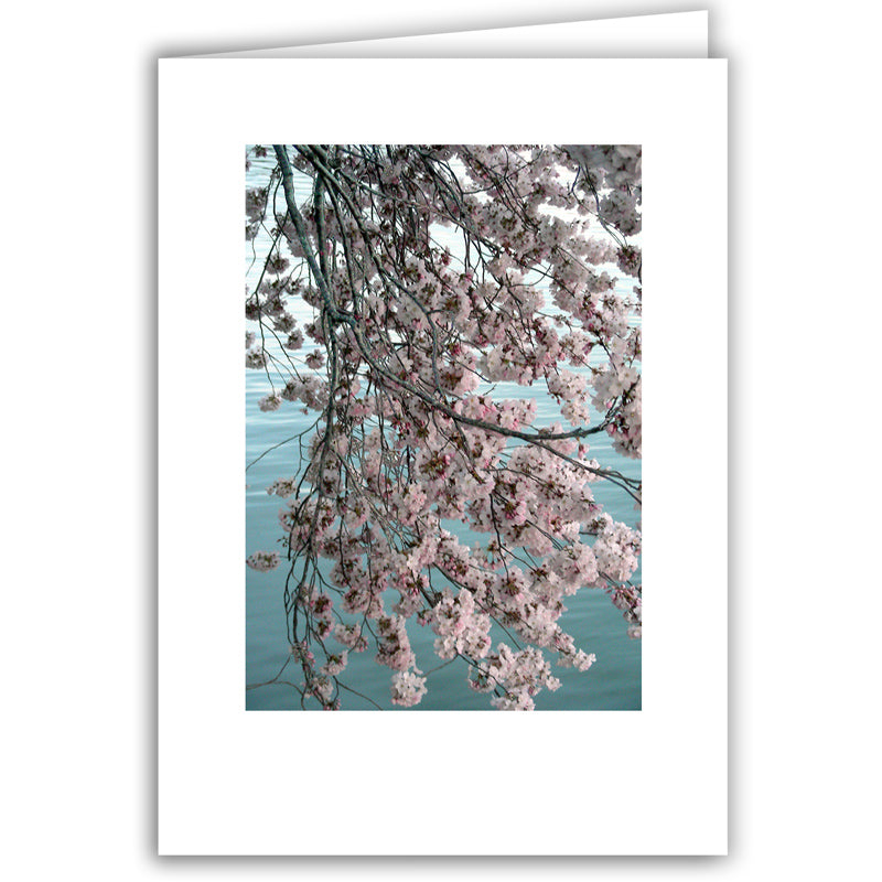 Helen Eddy photo card - Cherry Blossom Branch (V) - Washington DC - Item 97d-10