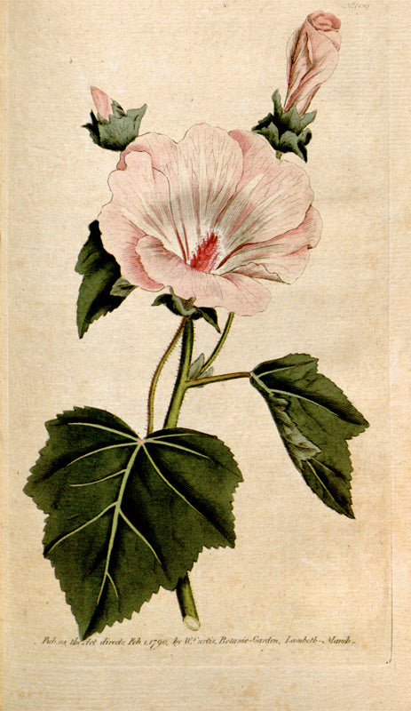 Botanical Plate 109, 1791