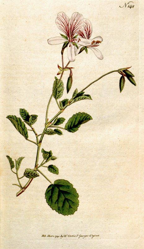 Botanical Plate 148, 1792