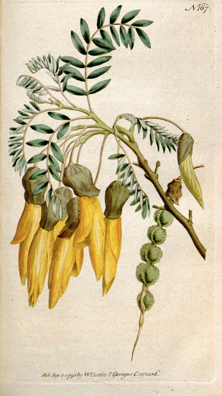 Botanical Plate 167, 1792
