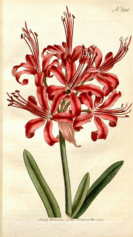 Botanical Plate 294, 1795