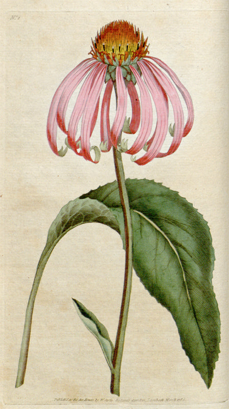 Botanical Plate 2, 1787