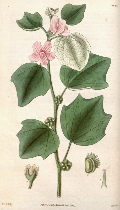 Botanical Plate 3043, 1831