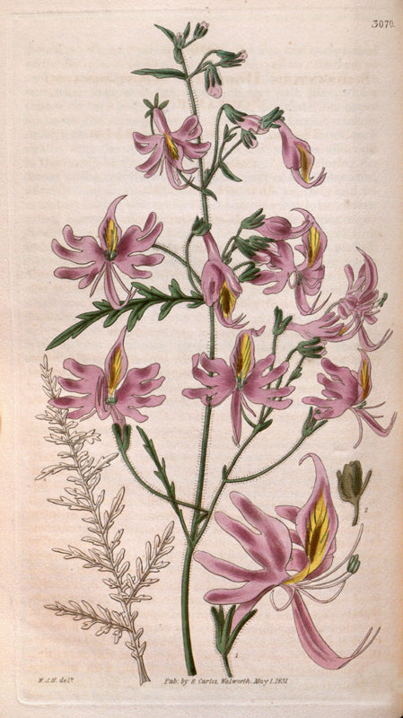 Botanical Plate 3070, 1831
