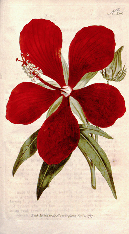 Botanical Plate 360, 1796