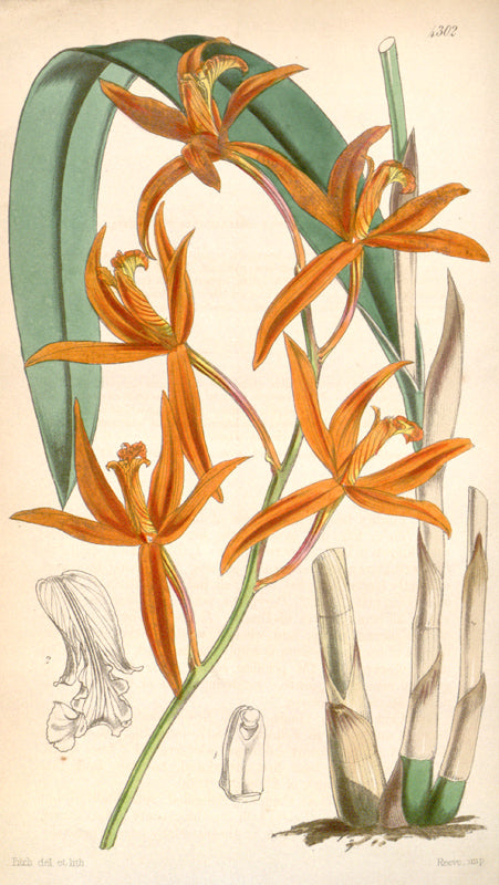 Botanical Plate 4302, 1847