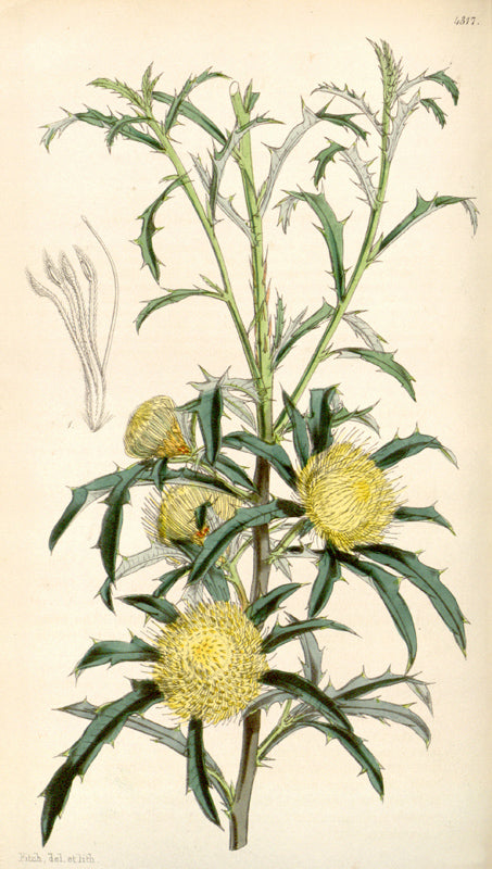 Botanical Plate 4317, 1847