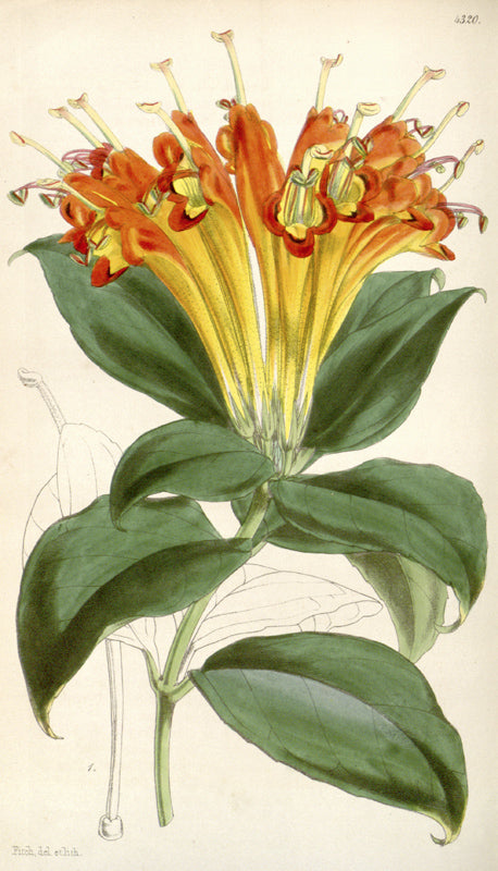 Botanical Plate 4320, 1847