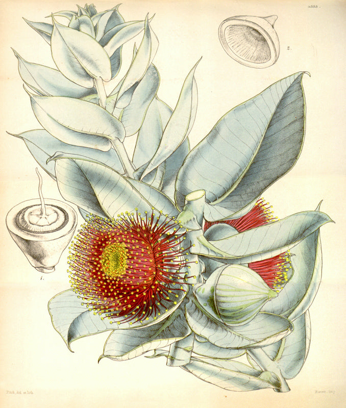 Botanical Plate 4333, 1847