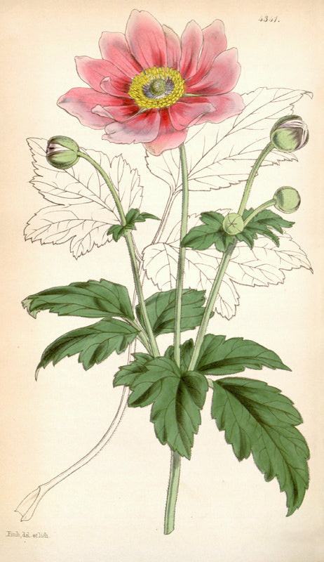 Botanical Plate 4341, 1847
