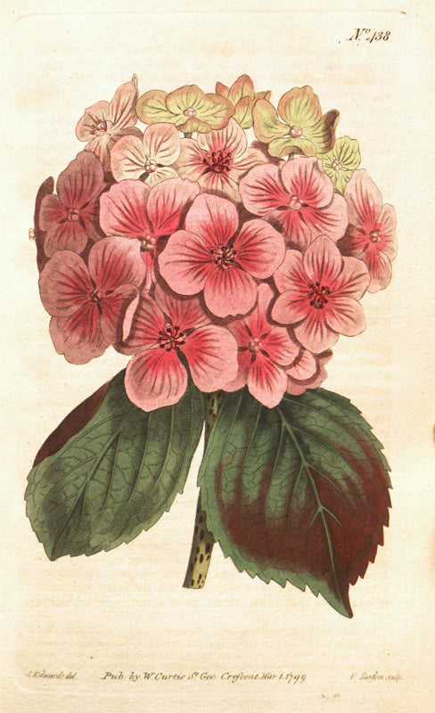 Botanical Plate 438, 1799