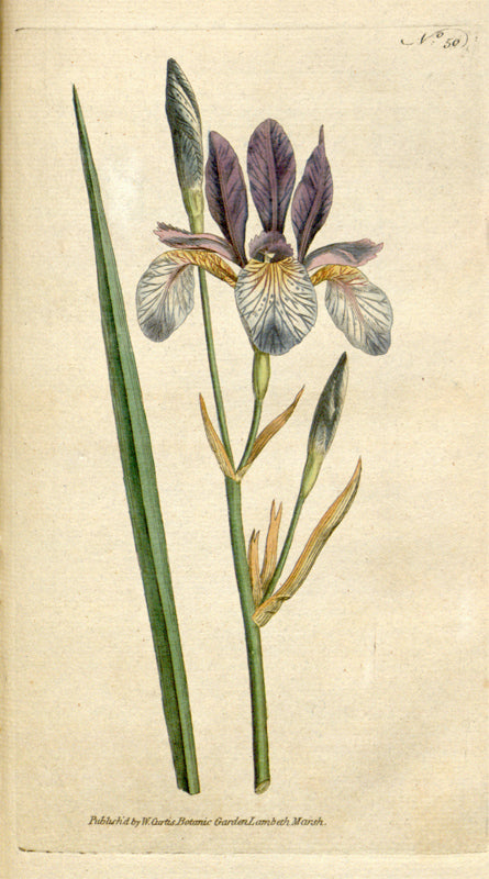 Botanical Plate 50, 1788