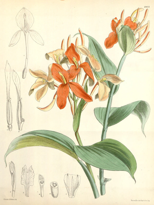 Botanical Plate 6403, 1879