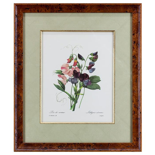 "Lathyrus Odoratus" by P.J. Redoute
