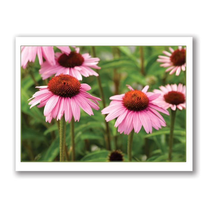 Cone flower card by Kurt Neumann