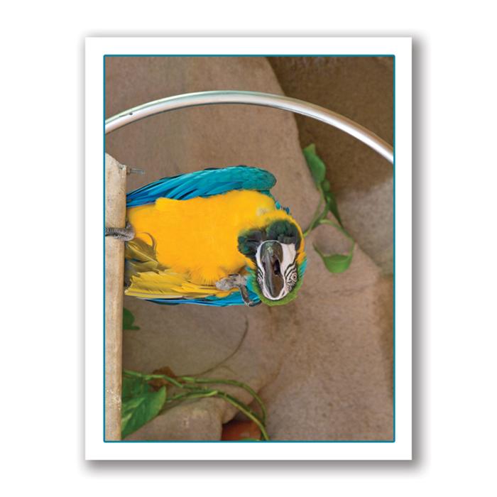 Parrot card by Kurt Neumann
