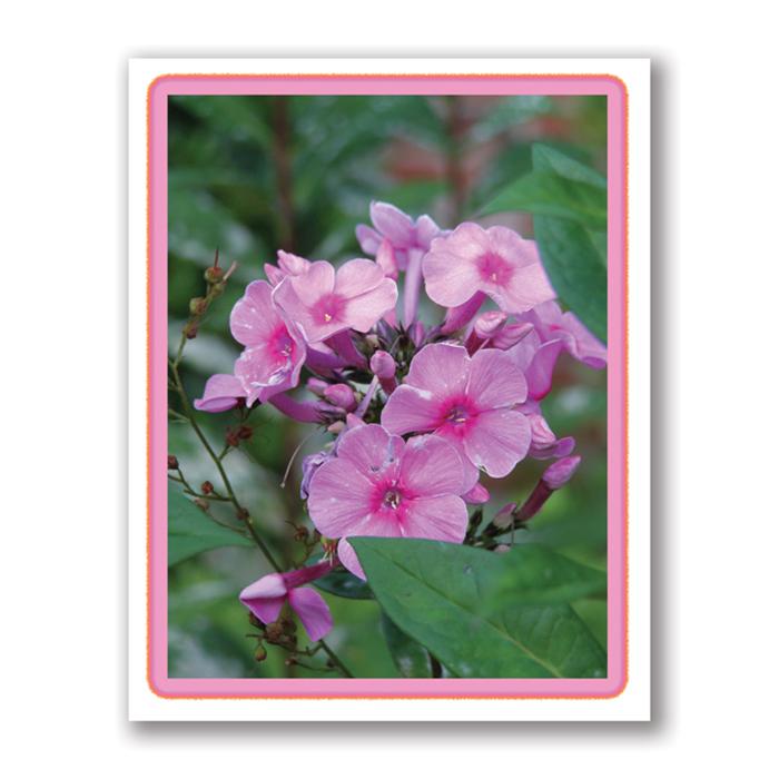 Phlox flower card by Kurt Neumann