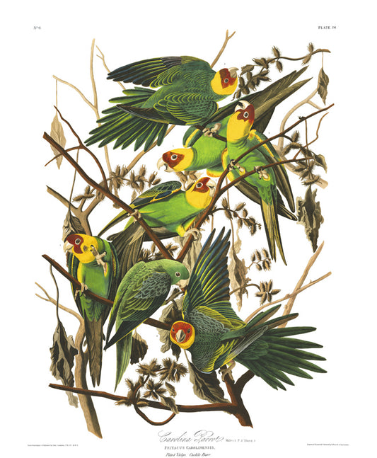 Plate 26 Carolina Parrot