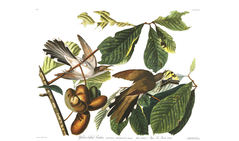 Plate 2 Yellow billed Cuckoo